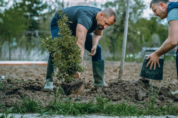 Best Stump Grinding and Removal  in Virginia Beach, VA