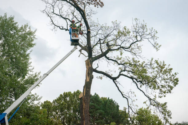 Best Tree Risk Assessment  in Virginia Beach, VA
