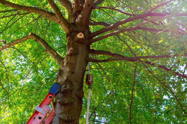 Best Root Management and Removal  in Virginia Beach, VA